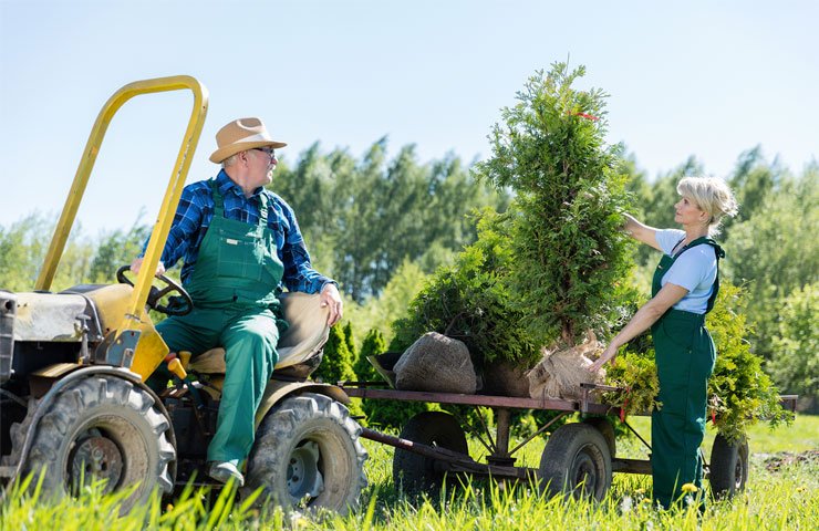 Plant Selection and Installation