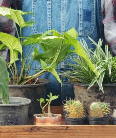 close-up-picture-hand-holding-wooden-tray-which-full-pots-plants close-up-picture-hand-holding-wooden-tray-which-full-pots-plants